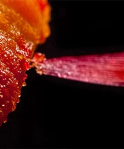 OHI-S Photography in dentistry