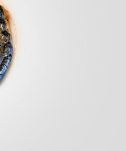 OHI-S OCTA concept Occlusal architecture to secure orthodontic or prosthodontic adults treatments