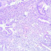 Oakstone Gynecologic Pathology 2026