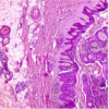 Dermatopathology: Masters of Pathology Series 2025 (Videos + PDF)