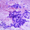 Cytopathology: Masters of Pathology Series 2026 (Videos + PDF)