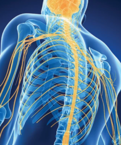 Samuels Comprehensive Review of Neurology 2026 (Videos + PDFs)