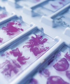 Oakstone Need-to-Know Pathology – A Review for Physicians in a Hurry 2026